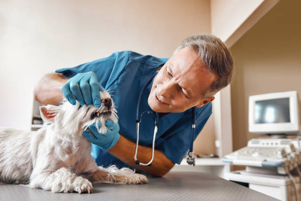 Best Emergency Treatment for Dental Infections or Abscesses in Walls, MS